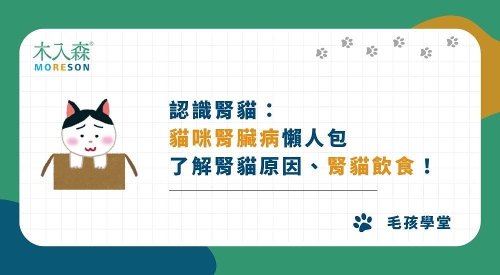 認識腎貓：貓咪腎臟病懶人包，了解腎貓原因、腎貓飲食！