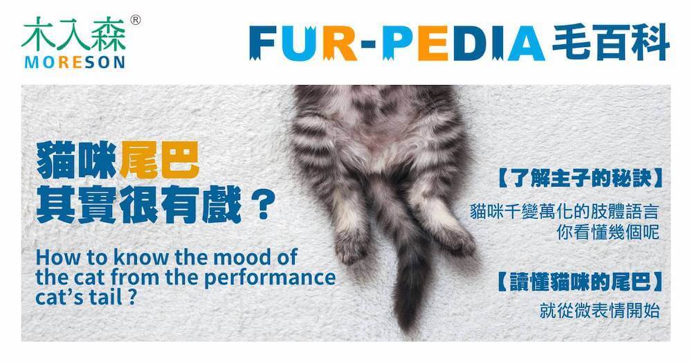 貓咪千變萬化的肢體語言－貓尾巴其實很有戲