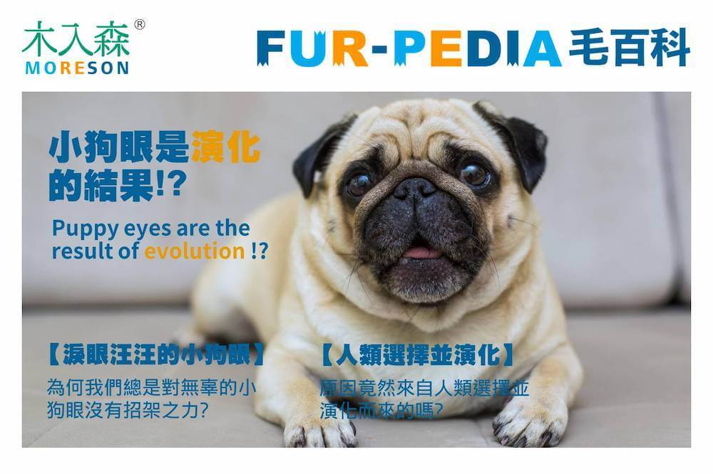 小狗眼是演化的結果!?