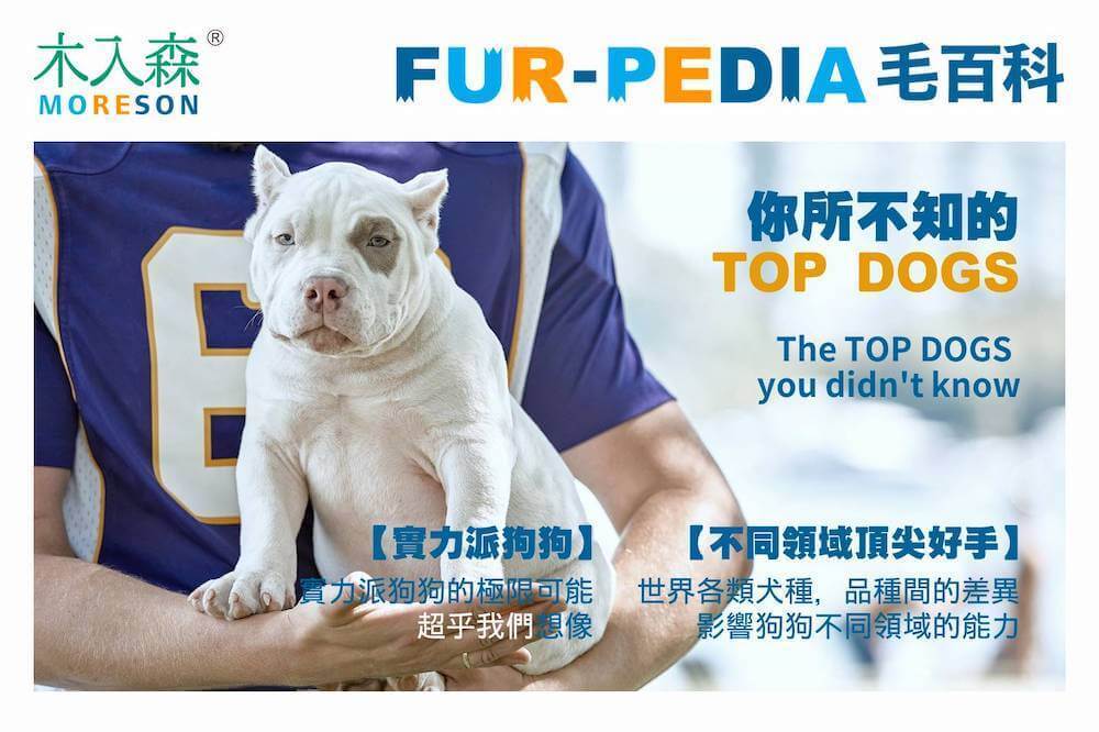 世界各類犬種不同領域的能力－你所不知的TOP DOGS