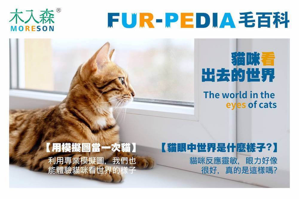 貓咪看世界