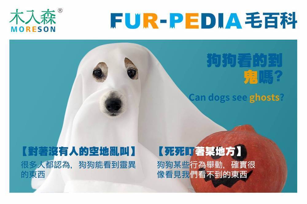 狗狗看的到鬼嗎?