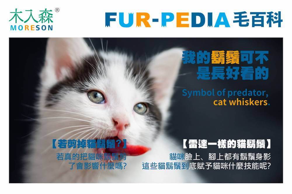 貓的鬍鬚可不是長好看的－獵食者的象徵，貓鬍鬚