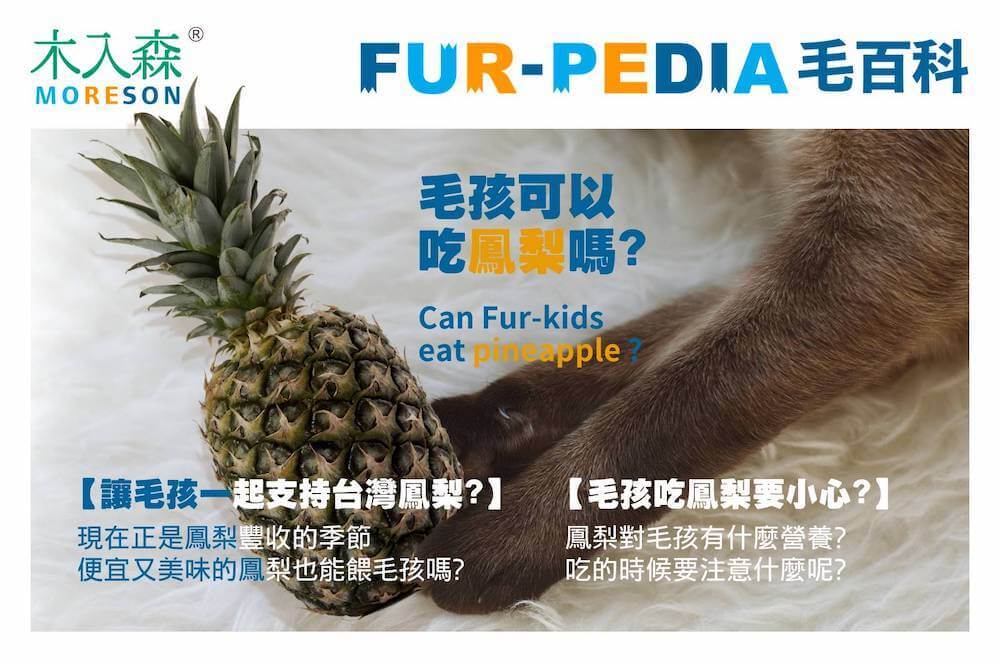 毛孩可以吃鳳梨嗎?