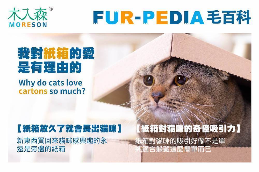 我對紙箱的愛是有理由的?