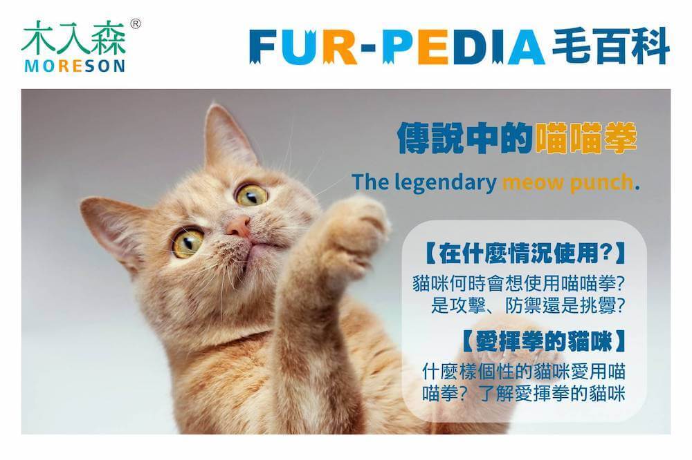 傳說中的喵喵拳