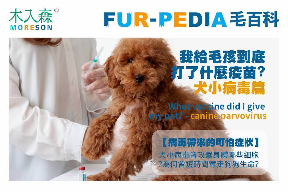 我給毛孩到底打了什麼疫苗?-犬小病毒篇