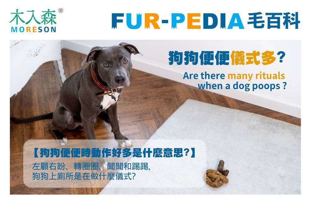 狗狗便便儀式多?