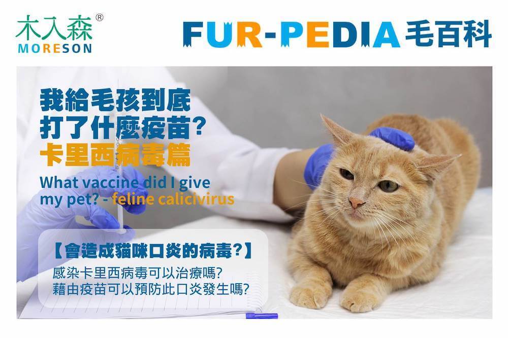 我給毛孩到底打了什麼疫苗?-貓卡里西病毒篇