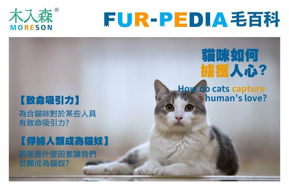 到底是什麼因素讓我們甘願成為貓奴？－貓咪如何擄獲人心