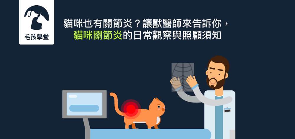 貓咪也有關節炎？讓獸醫師來告訴你 貓咪關節炎的日常觀察及照顧須知