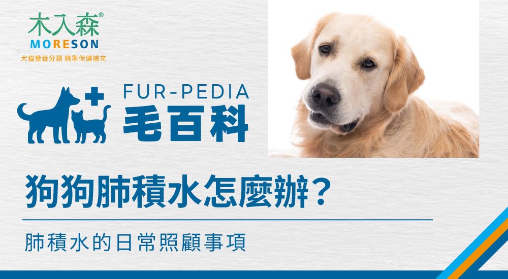 狗肺積水可以活多久？影響壽命的因素與日常照護重點