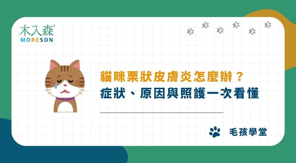 貓咪栗狀皮膚炎怎麼辦？症狀、原因與照護一次看懂