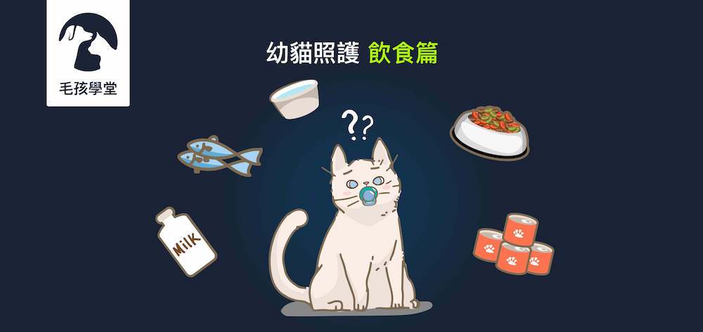 《幼貓照顧-教戰守則.3》飲食篇：幼貓吃什麼？吃多少？食量怎麼抓？