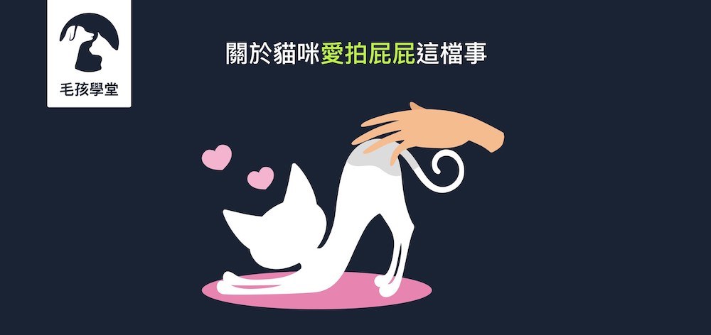 為什麼會被貓咪反咬？寵物訓練師告訴你關於貓咪愛拍屁屁這檔事