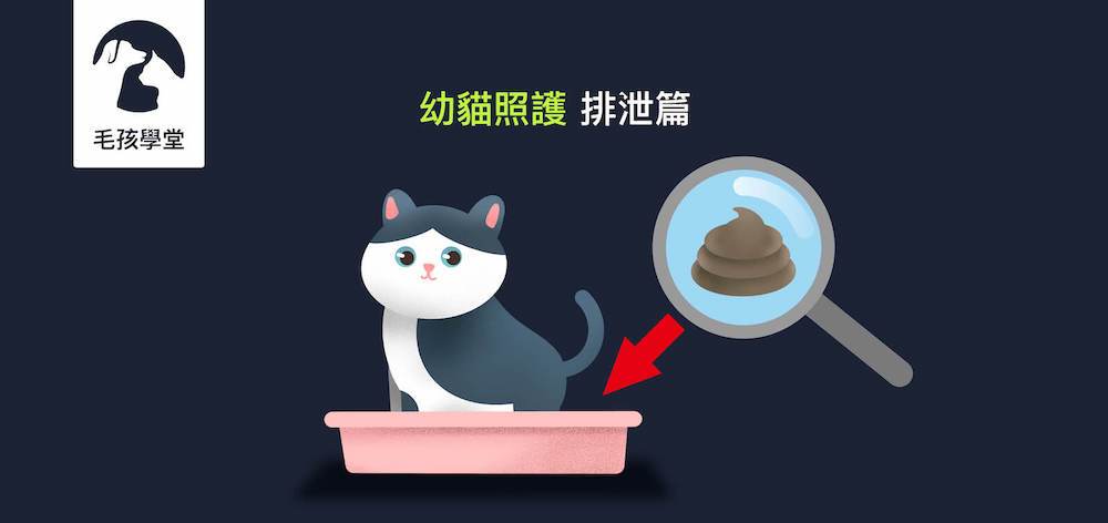 《幼貓照顧-教戰守則.4》排泄篇：小貓拉肚子？軟便？飲食該如何調整