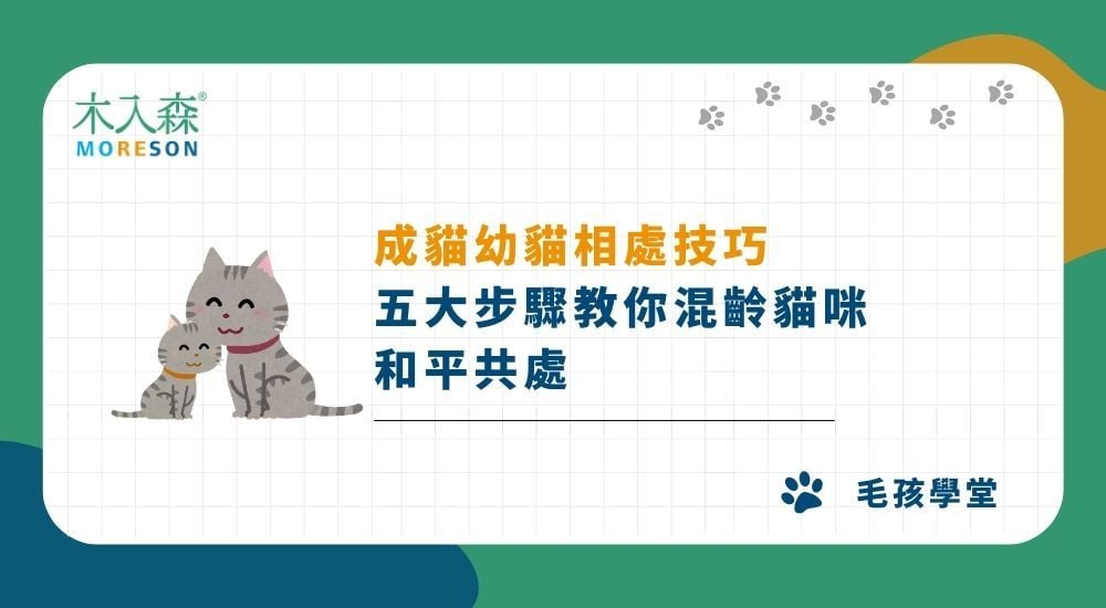 成貓幼貓相處技巧｜五大步驟教你混齡貓咪和平共處