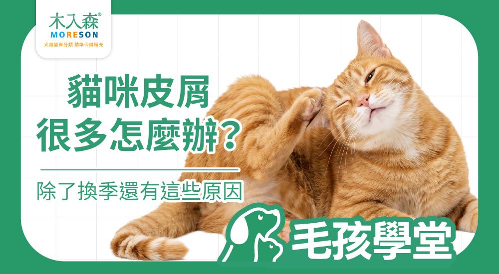 貓咪皮屑很多怎麼辦？原因、換季影響與改善方法完整解析