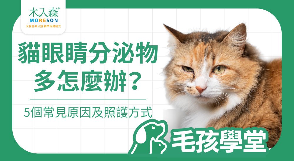 貓眼睛分泌物多怎麼辦？常見原因、觀察重點與照護方式解析