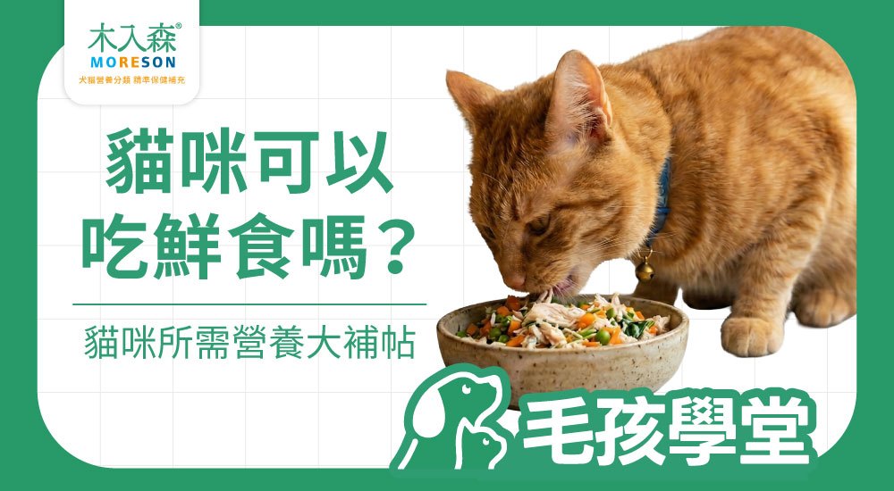 貓咪可以吃鮮食嗎？優缺點與正確餵食方式