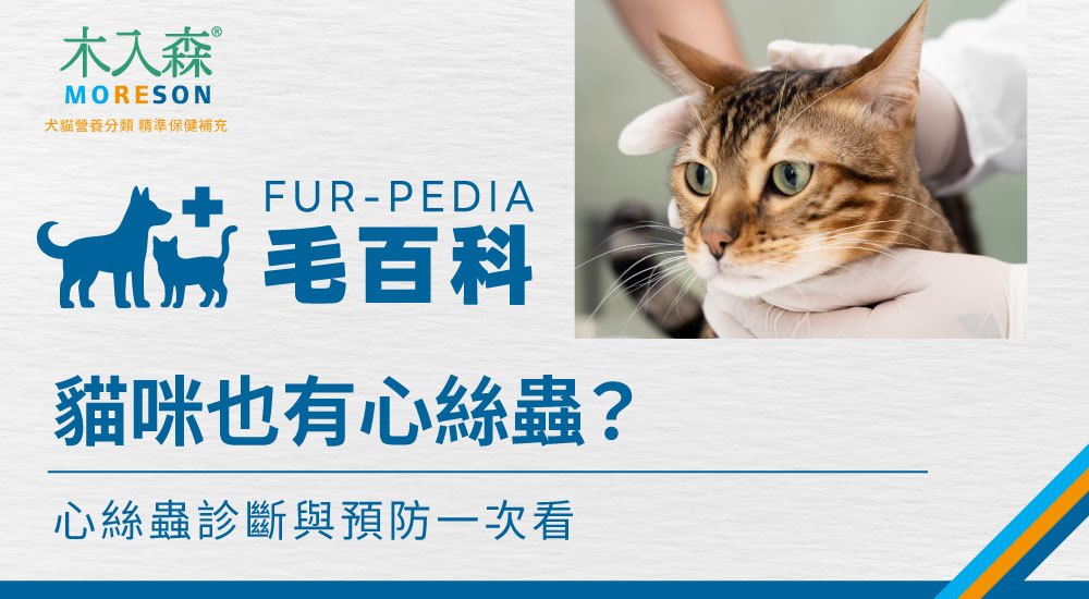 貓咪心絲蟲是什麼？症狀、診斷、預防與日常照護一次看懂