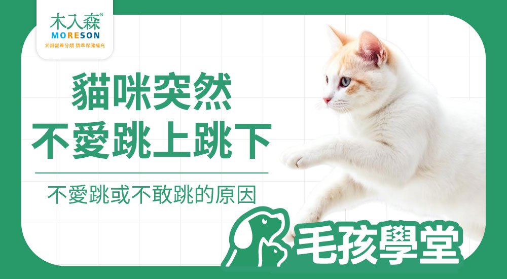 貓咪好像不敢跳？關節炎導致的跳躍失敗、不敢跳的原因與觀察重點