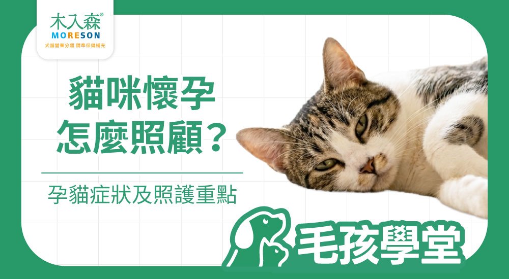 貓咪懷孕怎麼照顧？症狀判斷、孕期變化與照護的重點