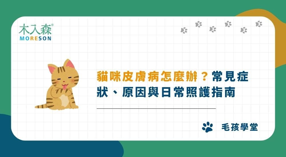貓咪皮膚病怎麼辦？常見症狀、原因與日常照護指南