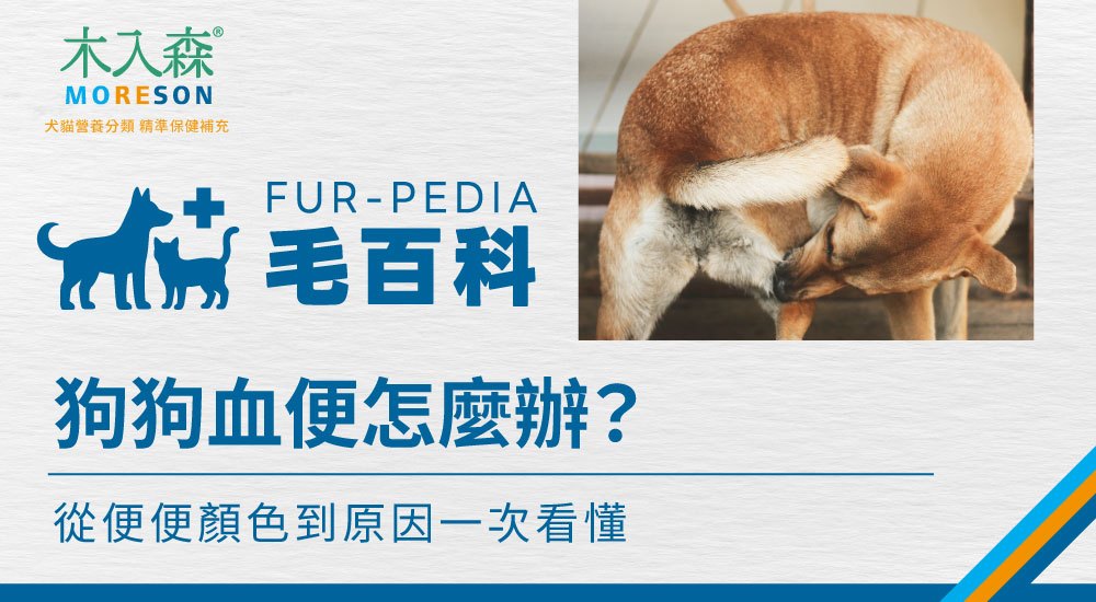 狗狗血便怎麼辦？從黏液、果凍狀到拉肚子有血的常見原因與觀察重點