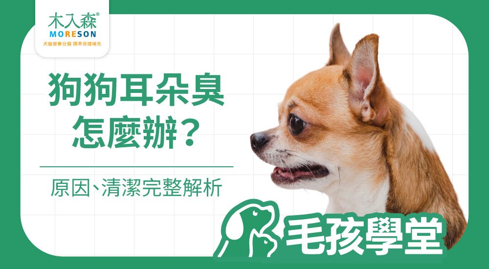狗狗耳朵很臭怎麼辦？原因、清潔方式與日常保養一次看