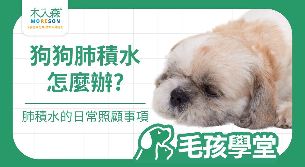 狗肺積水可以活多久？影響壽命的因素與日常照護重點