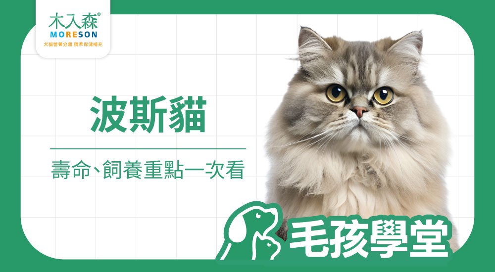 波斯貓壽命多長？個性、背景、照顧重點一次看