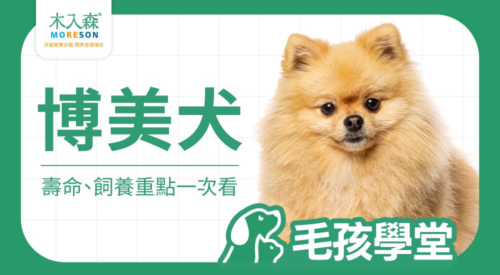 博美犬好養嗎？博美缺點、博美壽命、博美智商與飼養重點一次看