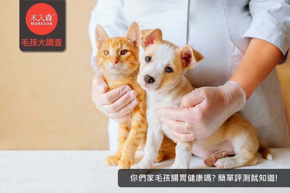 你們家毛孩腸胃健康嗎?