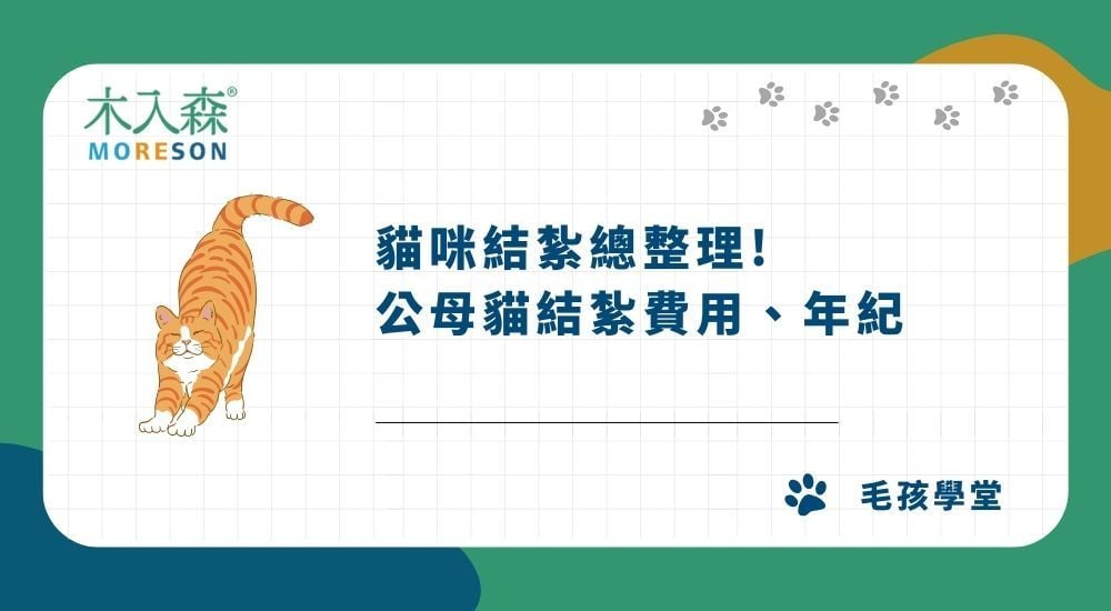 【2026最新】貓咪結紮完整指南：公母貓結紮費用、年紀、補助
