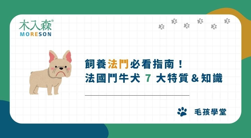 飼養法鬥必看指南！法國鬥牛犬 7 大特質＆知識