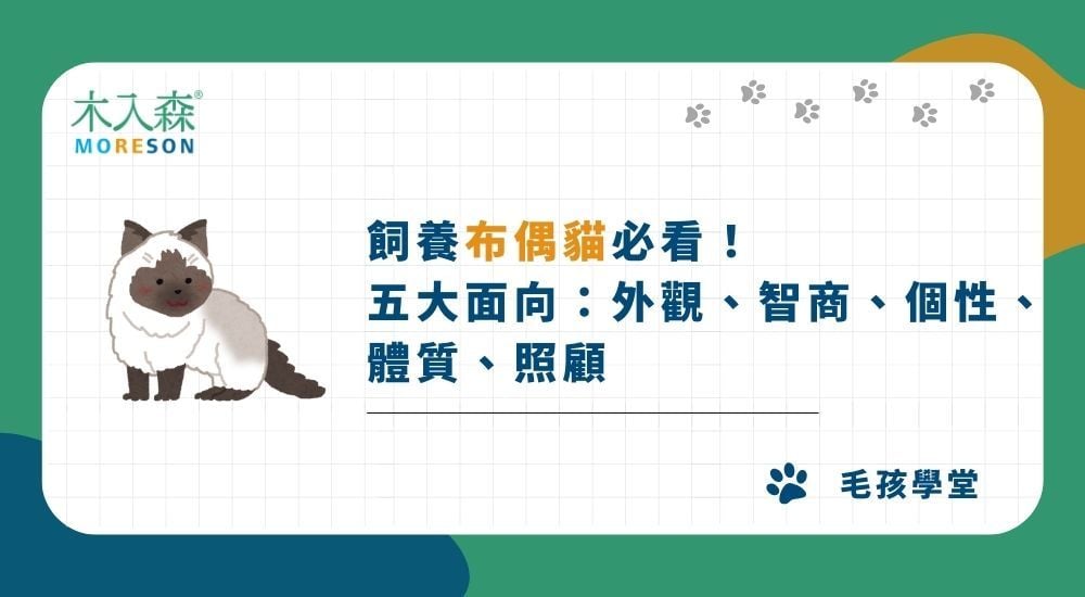 2026飼養布偶貓必看！五大面向：外觀、智商、個性、體質、照顧