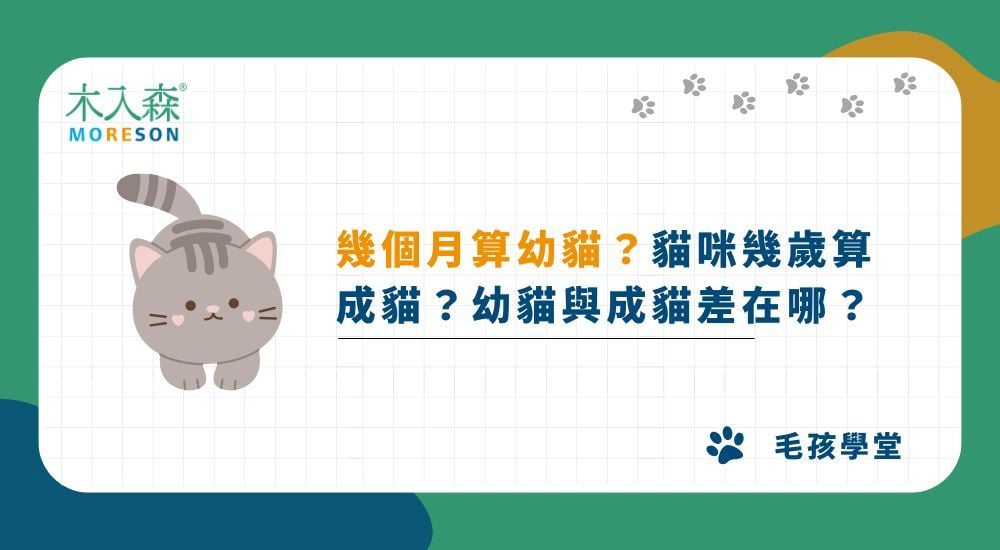 幾個月算幼貓？貓咪幾歲算成貓？幼貓與成貓差在哪？