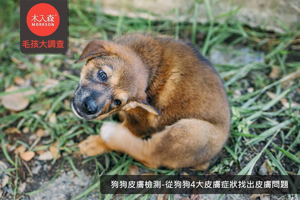 從狗狗4大皮膚症狀找出皮膚問題