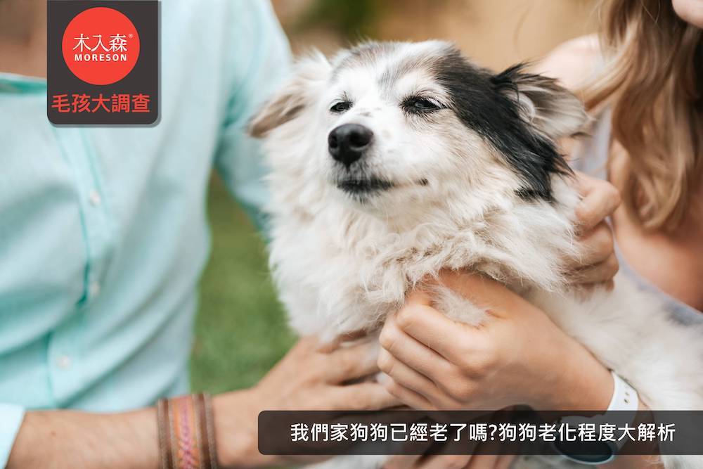 我們家狗狗老了嗎?狗狗老化程度大解析