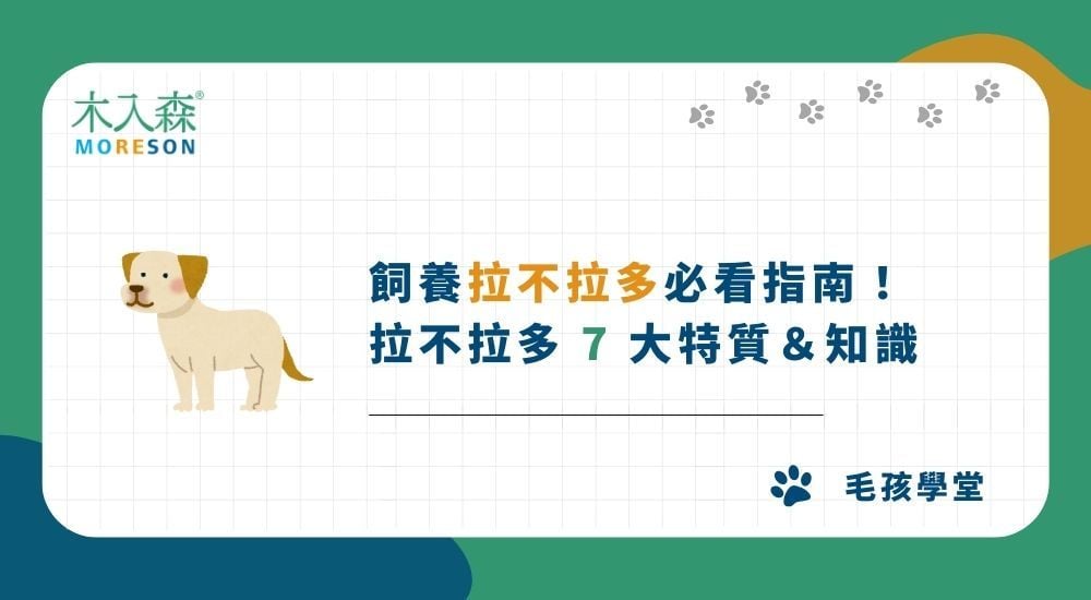 飼養拉布拉多必看指南！拉布拉多 7 大特質＆知識