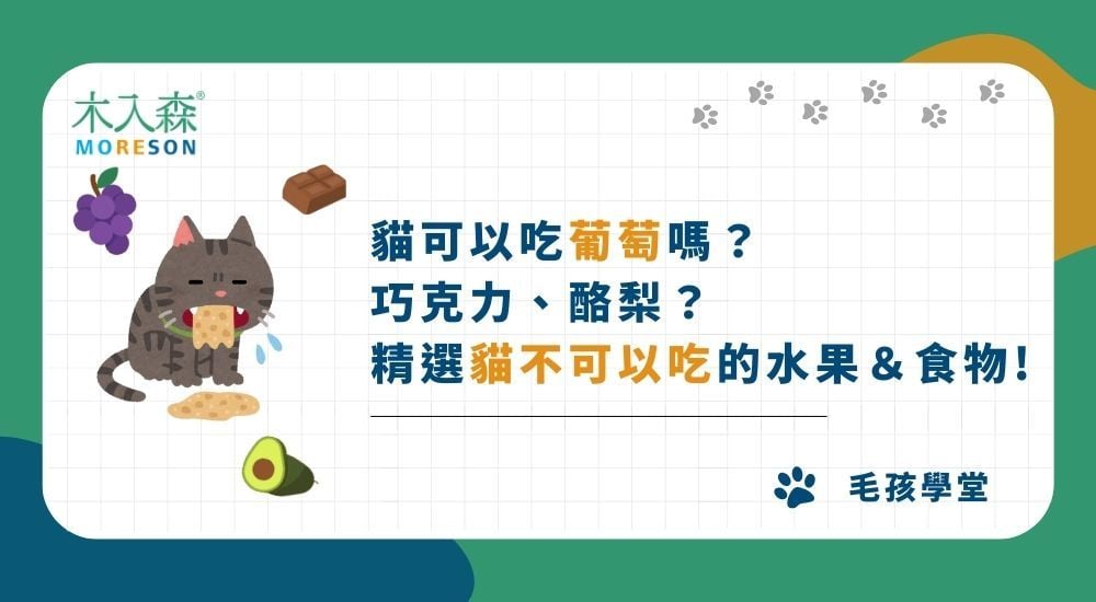 貓可以吃葡萄嗎？巧克力、酪梨？精選貓不可以吃的水果與食物！