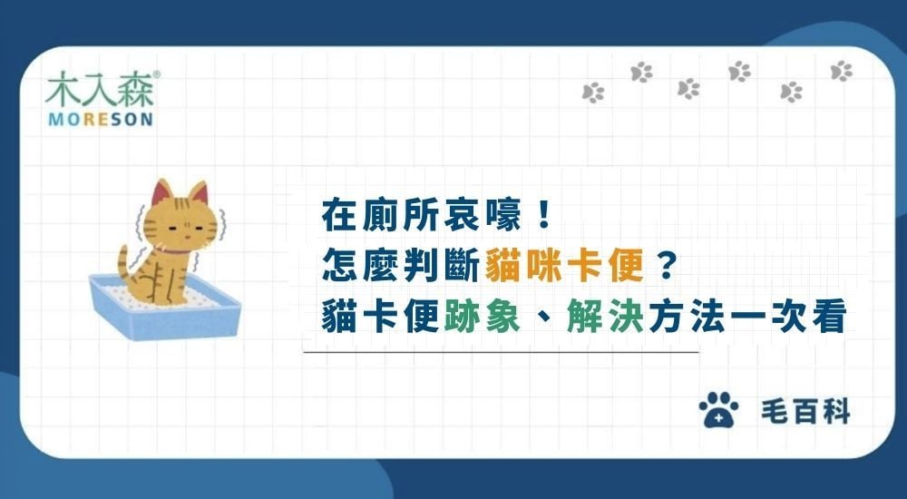 在廁所哀嚎！怎麼判斷貓咪排便不順？貓卡便原因、解決方法一次看