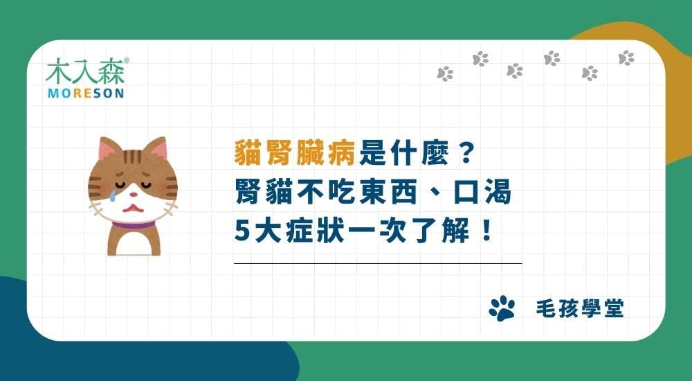 貓腎臟病是什麼？腎貓不吃東西、口渴，5大症狀一次了解！