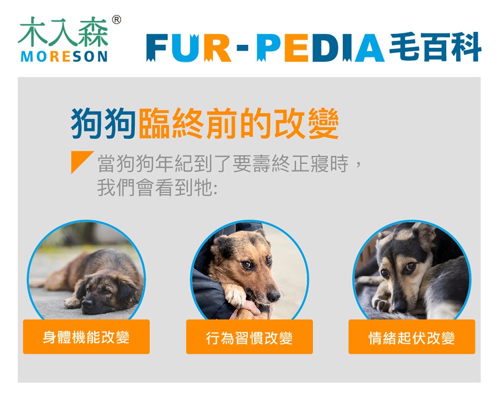 如何看出狗狗臨終前的改變？