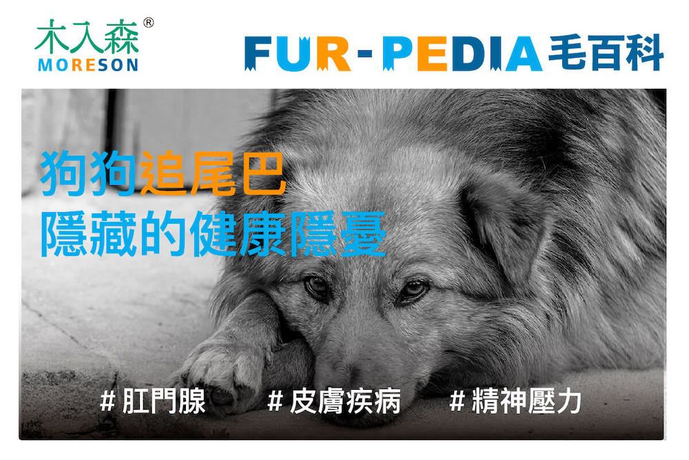 狗狗追尾巴隱藏的健康隱憂