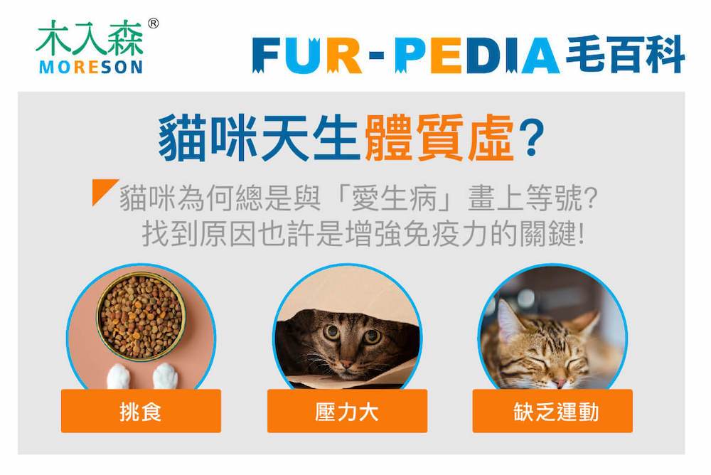 貓咪天生體質虛？找到原因或許是增強免疫力的關鍵！