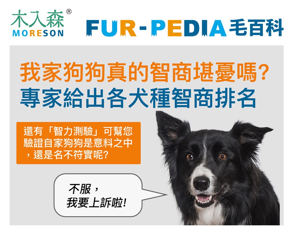 2026狗狗智商排行榜，3分鐘立即測驗！你家的狗狗算是聰明嗎？