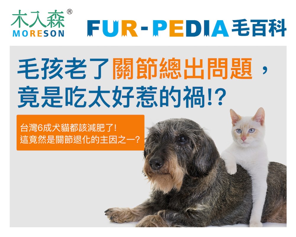 毛孩老了關節總出問題，竟是吃太好惹的禍!?