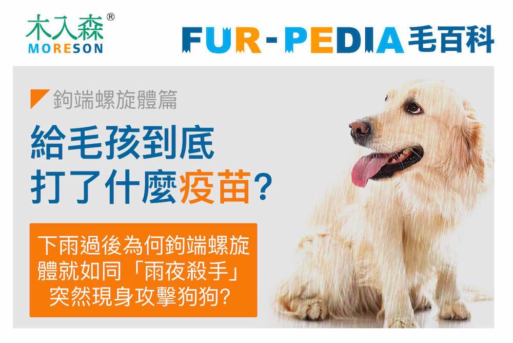 我給毛孩到底打了什麼疫苗？《鉤端螺旋體篇》